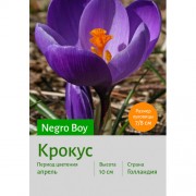 Крокус Negro Boy