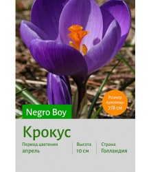 Крокус Negro Boy