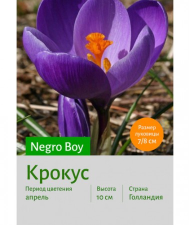 Крокус Negro Boy