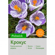 Крокус Pickwick