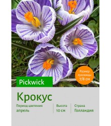 Крокус Pickwick