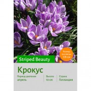 Крокус Striped Beauty