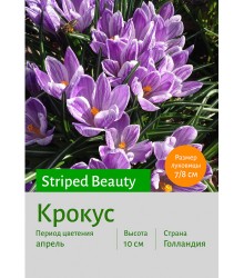Крокус Striped Beauty