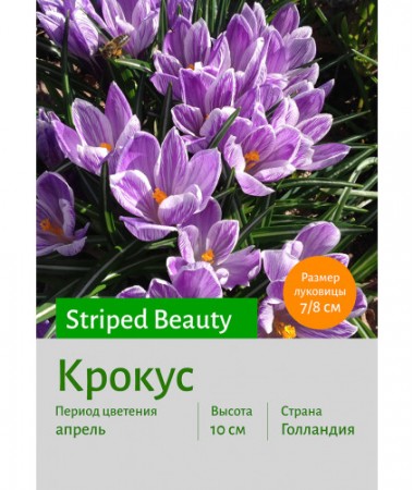 Крокус Striped Beauty