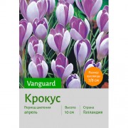 Крокус Vanguard