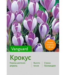 Крокус Vanguard