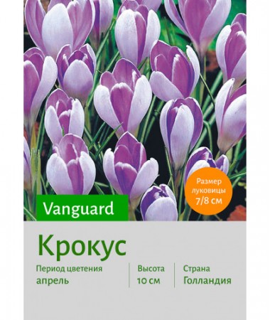 Крокус Vanguard