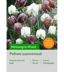 Рябчик Meleangris Mixed