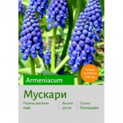 Мускари armeniacum