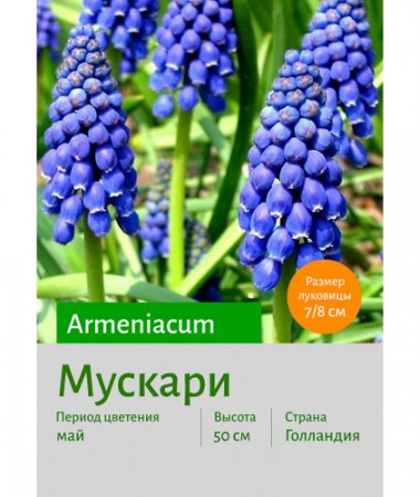Мускари armeniacum