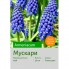 Мускари armeniacum