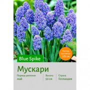 Мускари Blue Spike