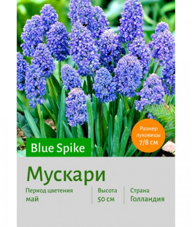 Мускари Blue Spike