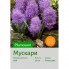 Мускари Plumosum