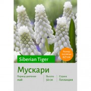 Мускари Siberian Tiger