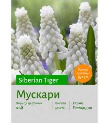 Мускари Siberian Tiger
