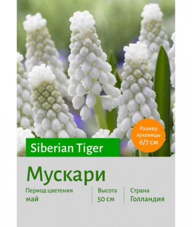 Мускари Siberian Tiger