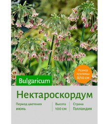 Нектароскордум Bulgaricum