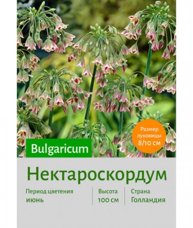 Нектароскордум Bulgaricum