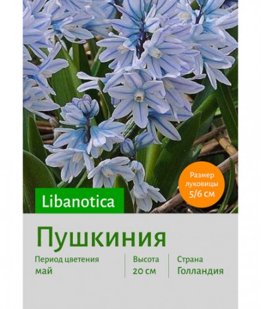 Пушкиния libanotica
