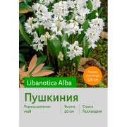 Пушкиния libanotica Alba