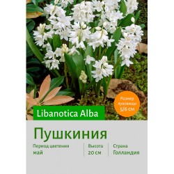 Пушкиния libanotica Alba