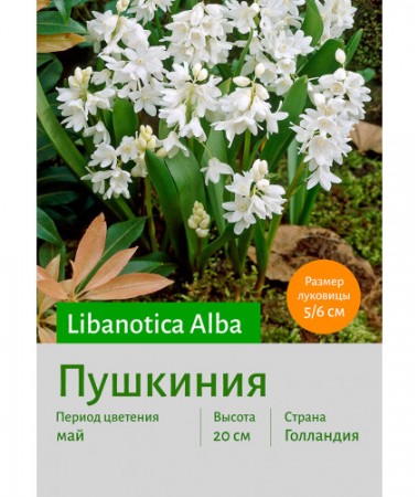 Пушкиния libanotica Alba