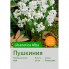 Пушкиния libanotica Alba
