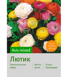 Лютик Aviv mixed