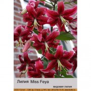 Лилия Miss Feya