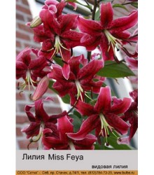 Лилия Miss Feya