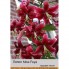 Лилия Miss Feya