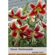 Лилия Sheherazade
