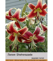 Лилия Sheherazade