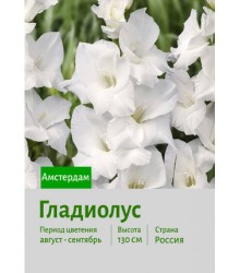 Гладиолус Амстердам