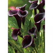 Калла Arabian Night