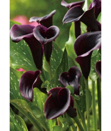 Калла Arabian Night