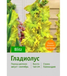 Гладиолус Blitz
