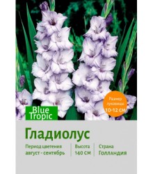 Гладиолус Blue Tropic