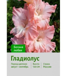 Гладиолус Богиня любви