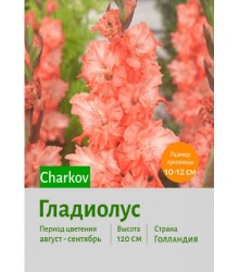 Гладиолус Charkov