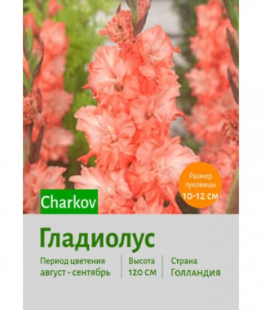 Гладиолус Charkov