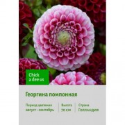 Георгина Chick a dee us