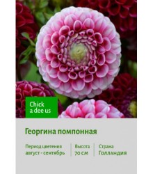 Георгина Chick a dee us Георгина Chick a dee us