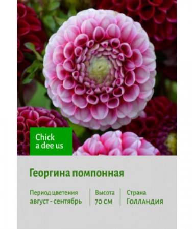 Георгина Chick a dee us
