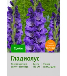 Гладиолус Cookie