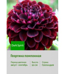 Георгина Dark Spirit Георгина Dark Spirit