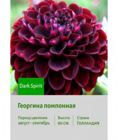 Георгина Dark Spirit