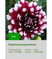 Георгина Duet Георгина Duet