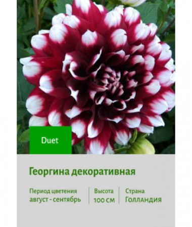 Георгина Duet